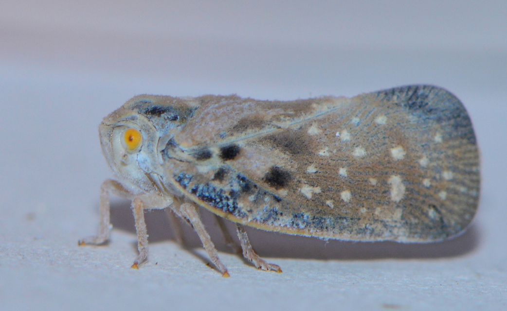 Metcalfa pruinosa - amerikai lepkekabóca