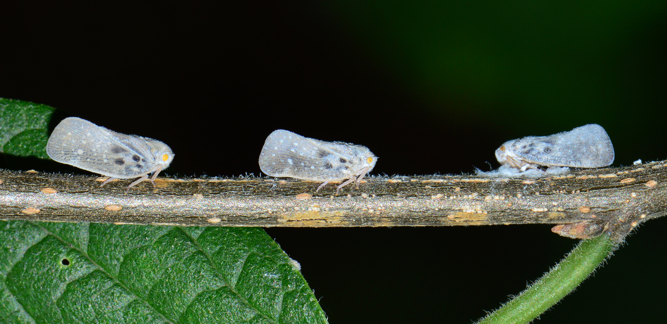 Metcalfa pruinosa - amerikai lepkekabóca