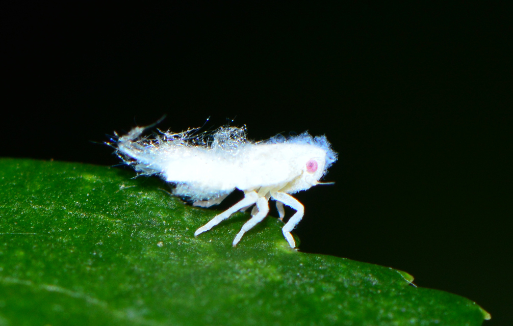 Metcalfa pruinosa - amerikai lepkekabóca