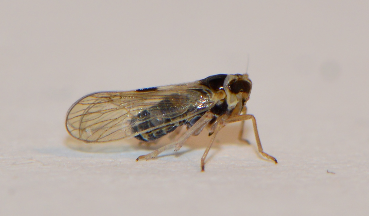 Laodelphax striatellus
