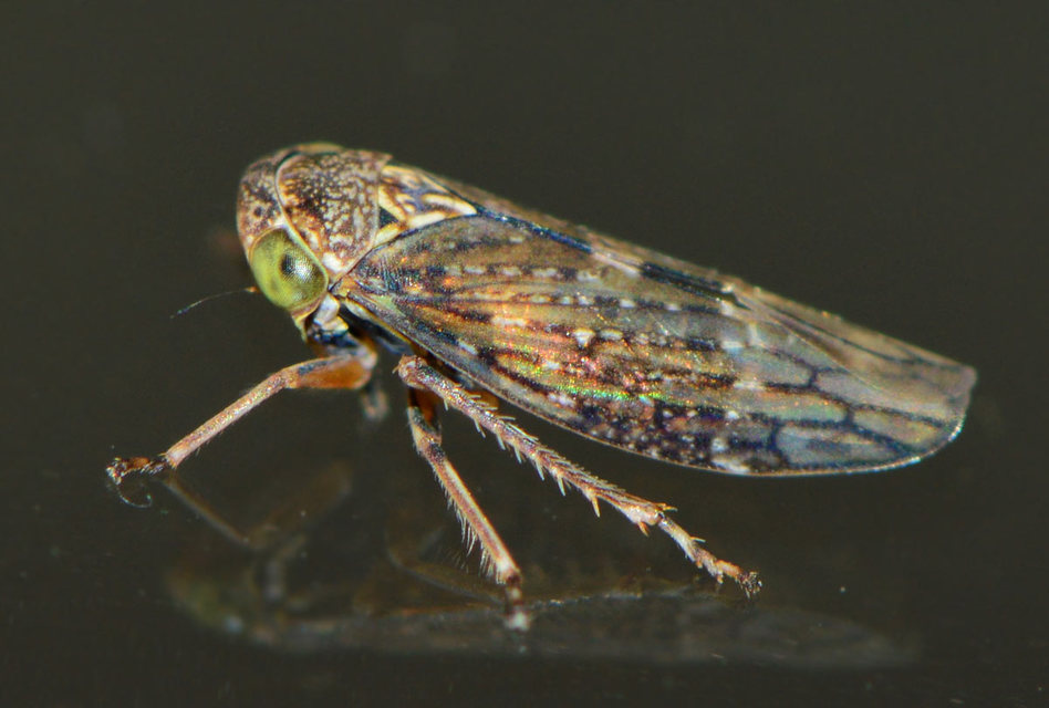 Idiocerinae