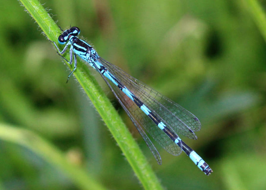 Coenagrion ornatum - díszes légivadász