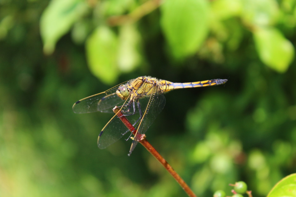 Orthetrum cancellatum - feketefarkú pásztorszitakötő