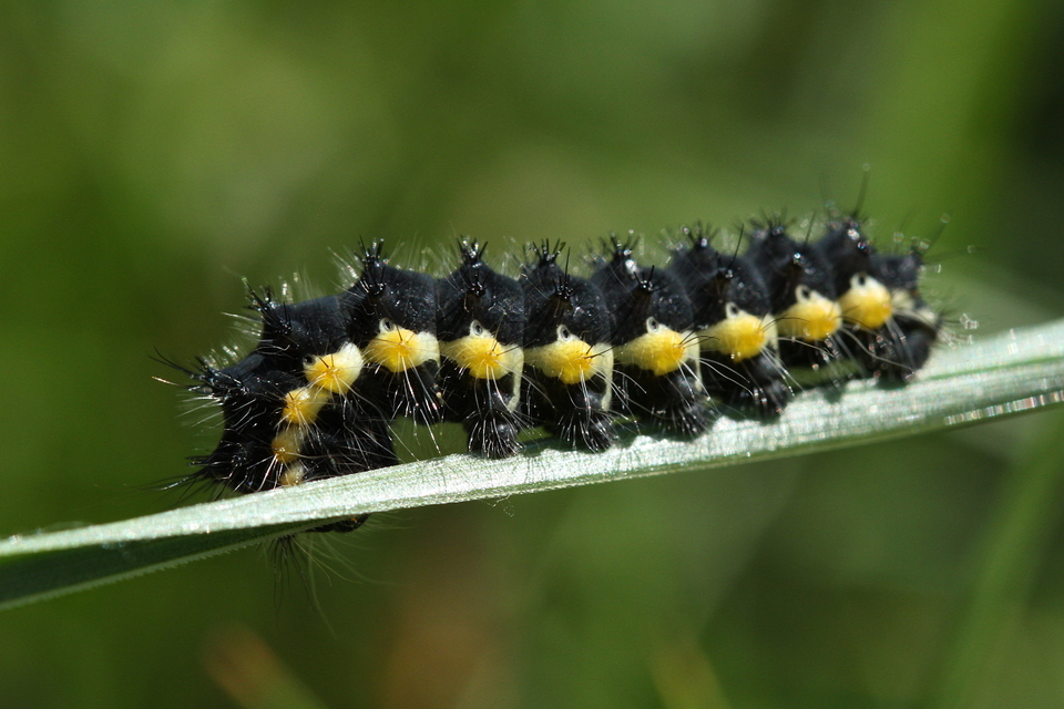 Saturnia pavoniella/pavonia