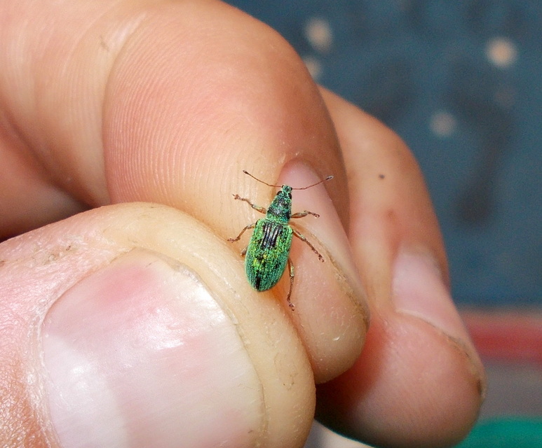 Polydrusus formosus - selymes lombormányos