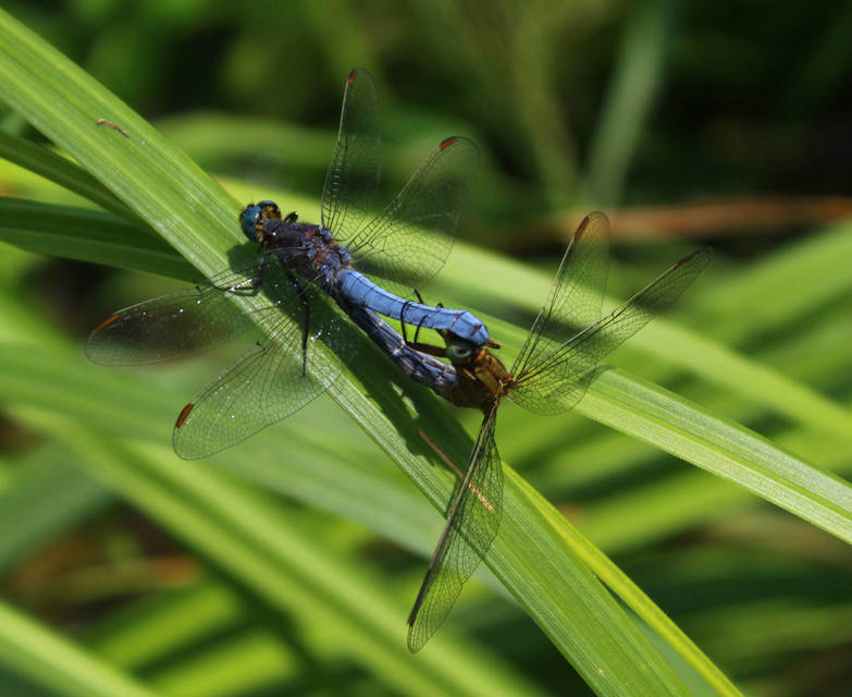 Orthetrum coerulescens - karcsú pásztorszitakötő