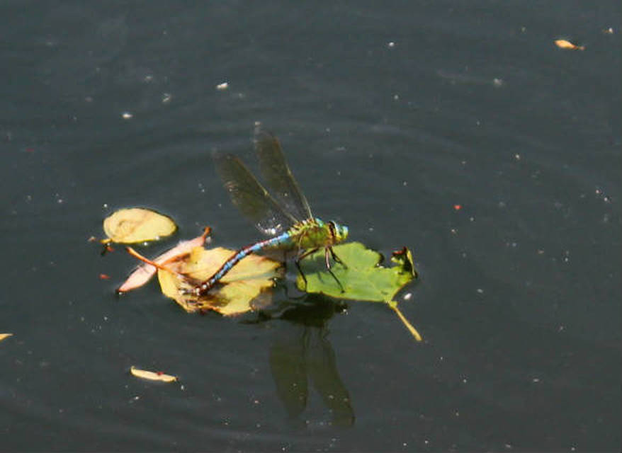 Anax imperator - zöld óriásacsa