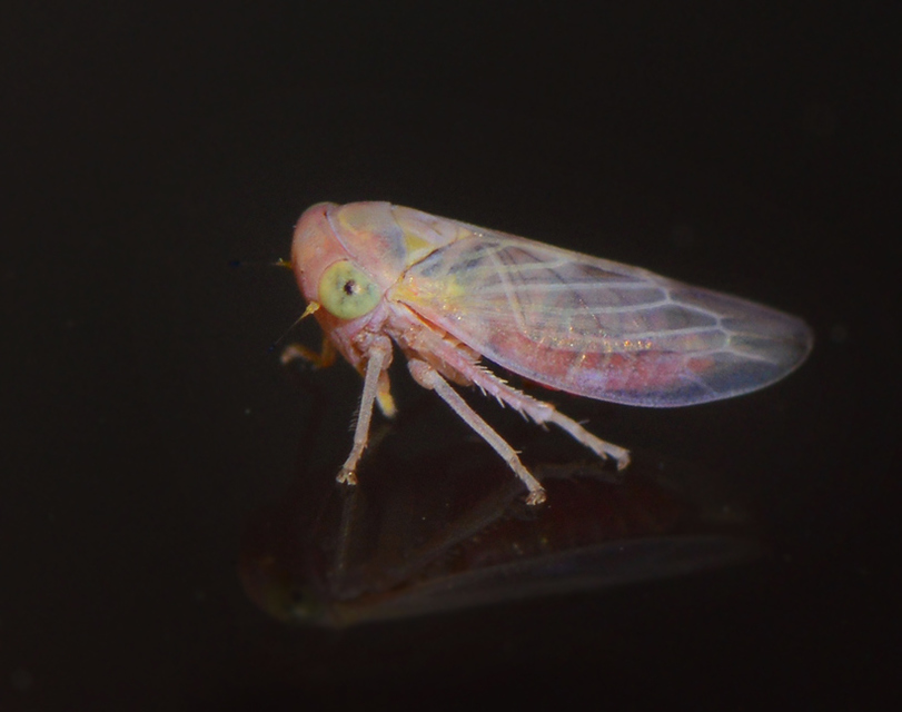 Cicadellidae - mezeikabócák