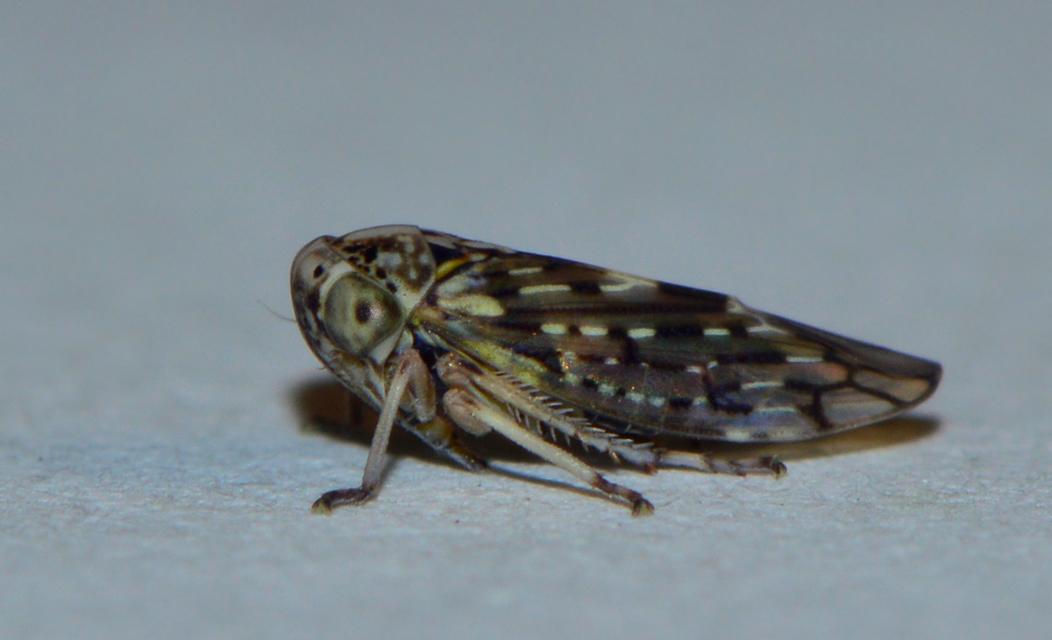 Stenidiocerus poecilus