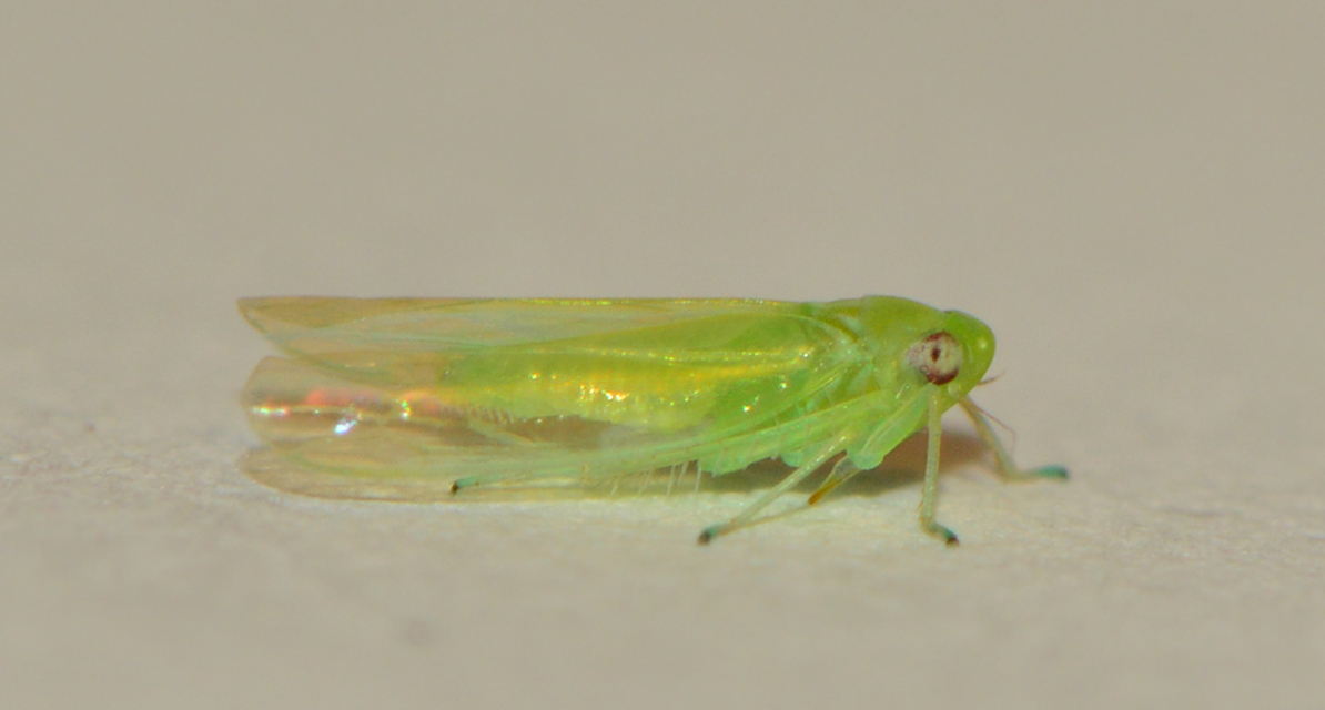 Typhlocybinae