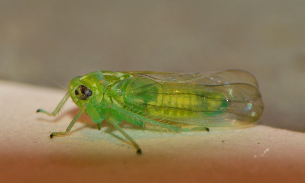 Typhlocybinae