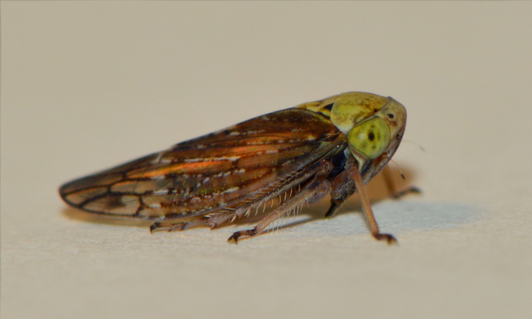 Idiocerinae