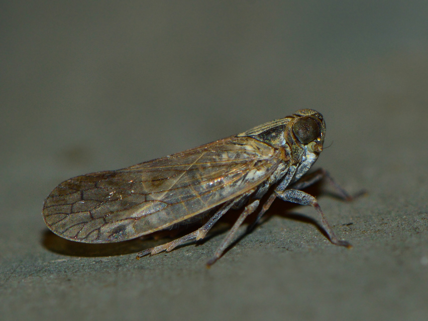 Cixiidae - recéskabócák
