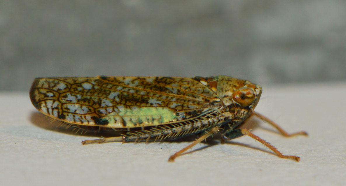 Orientus ishidae