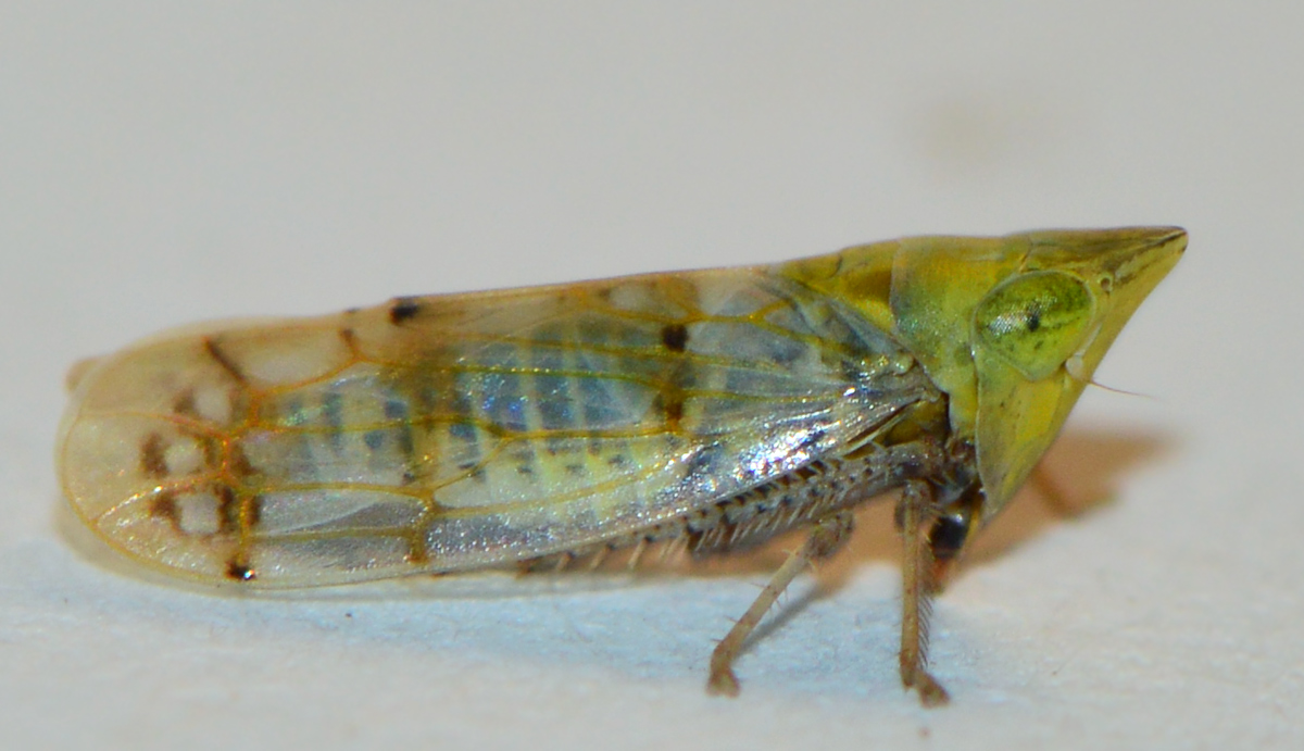 Japananus hyalinus
