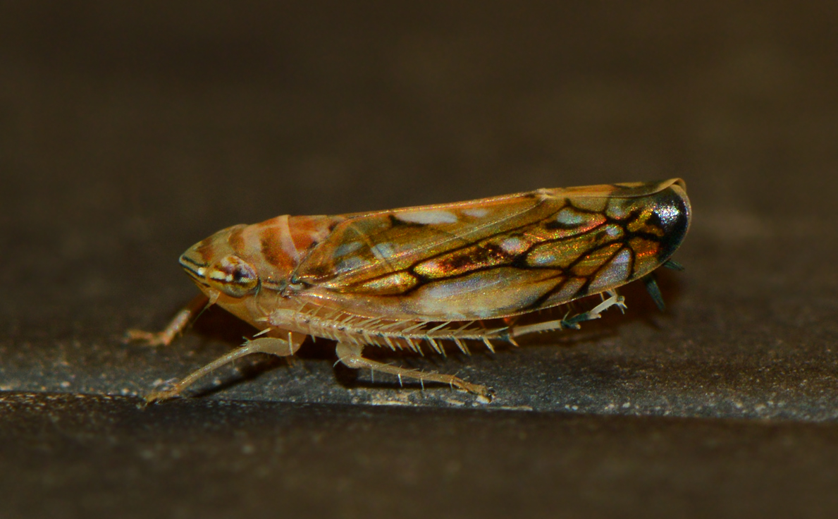 Scaphoideus titanus