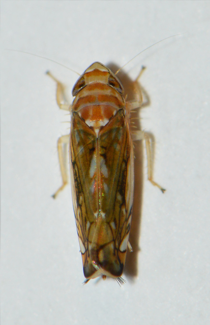 Scaphoideus titanus