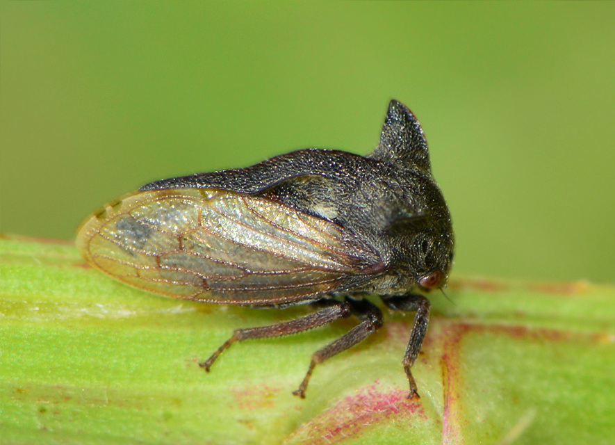 Centrotus cornutus - szarvaskabóca