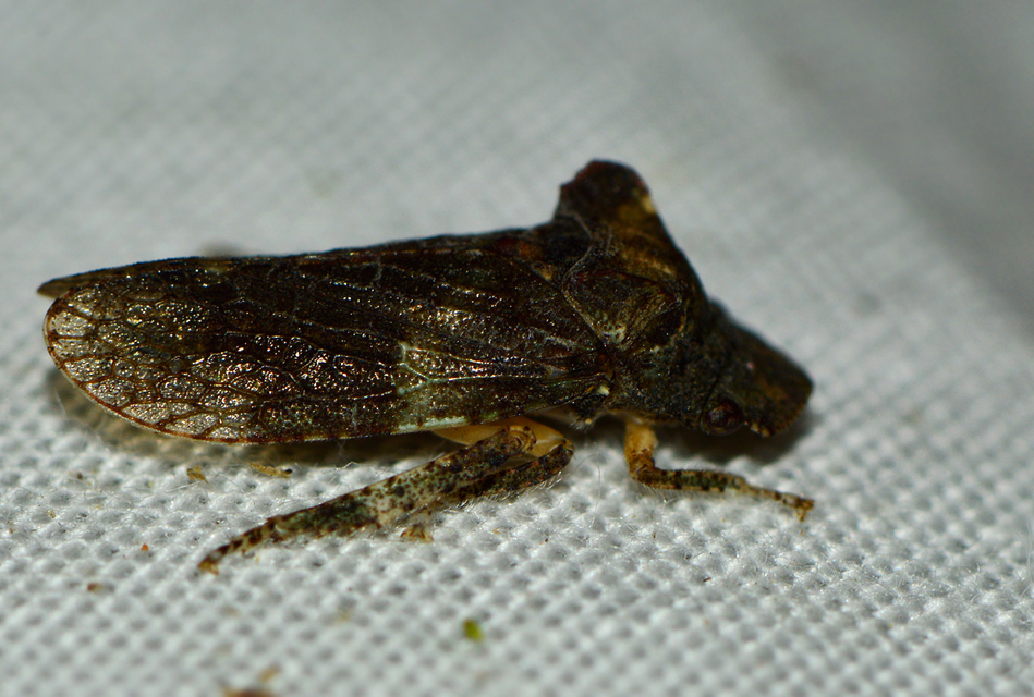 Ledra aurita - füleskabóca