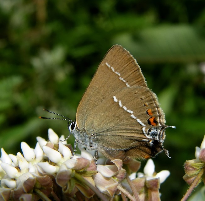 Satyrium spini - kökény-csücsköslepke