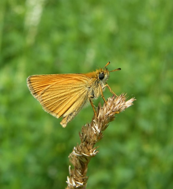 Thymelicus lineola - vonalas busalepke