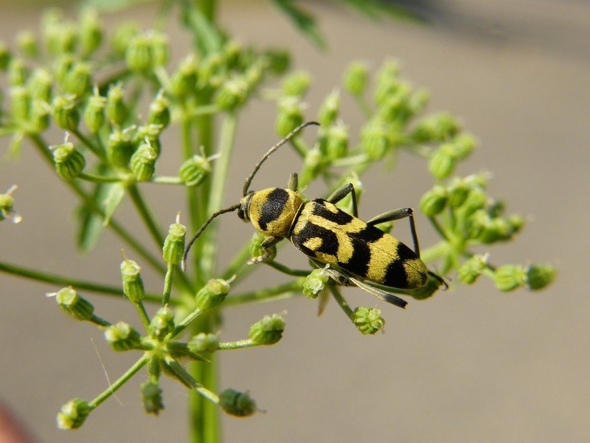 Chlorophorus varius - díszes darázscincér