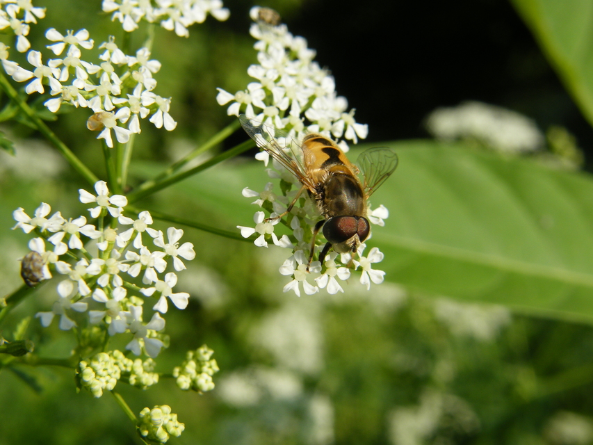 Eristalis arbustorum - fehérarcú herelégy