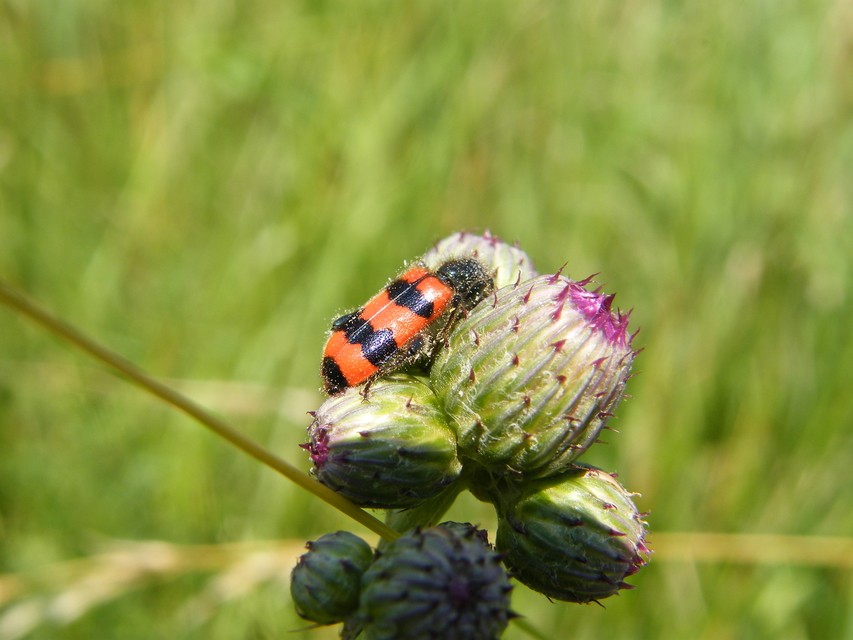 Trichodes apiarius - szalagos méhészbogár