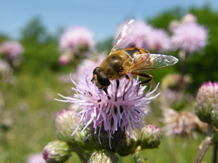 Eristalis tenax - közönséges herelégy