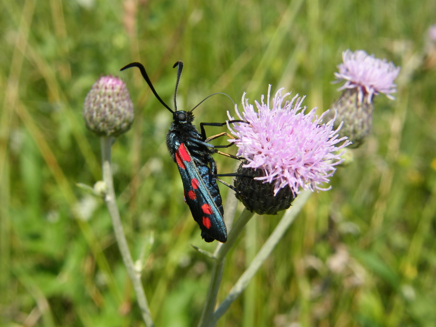 Zygaena filipendulae - acélszínű csüngőlepke
