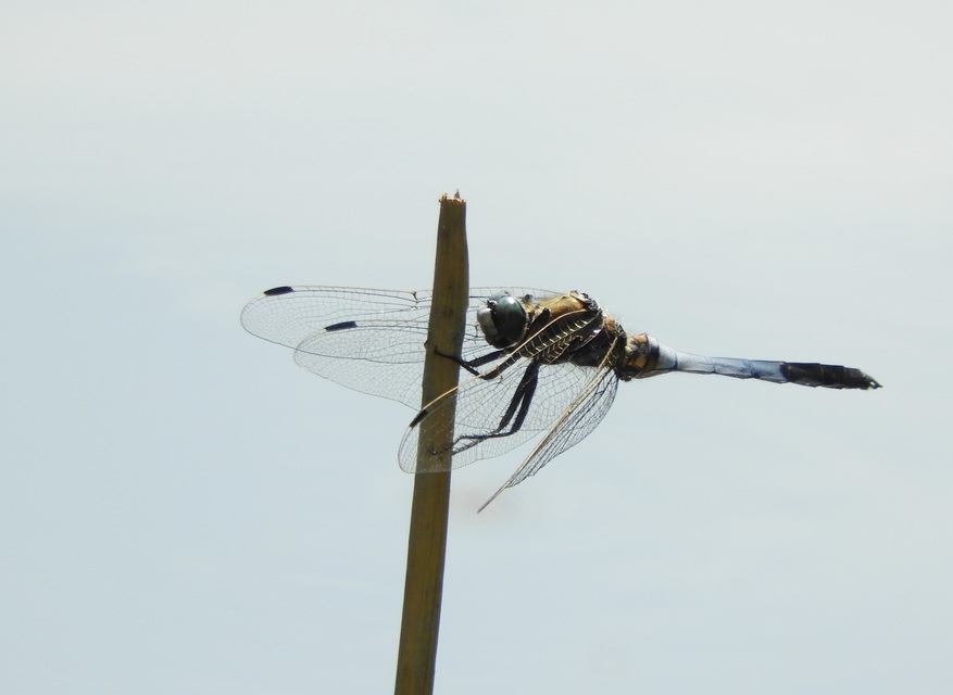 Orthetrum albistylum - fehérfarkú pásztorszitakötő
