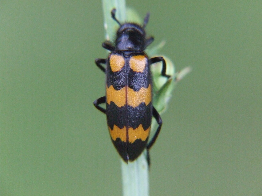 Mylabris variabilis - szalagos hólyaghúzó Mylabris variabilis - szalagos hólyaghúzó