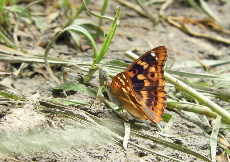 Apatura ilia - kis színjátszólepke