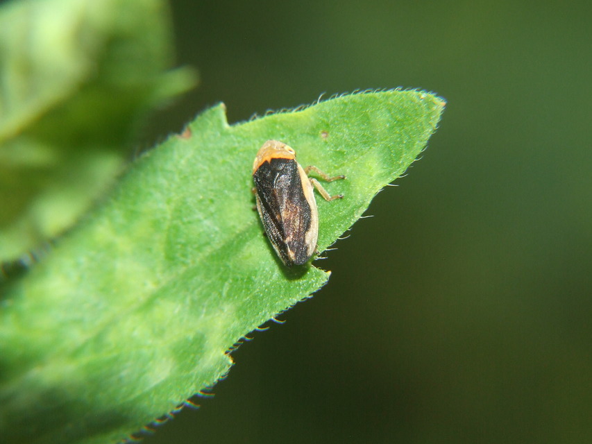 Aphrophoridae