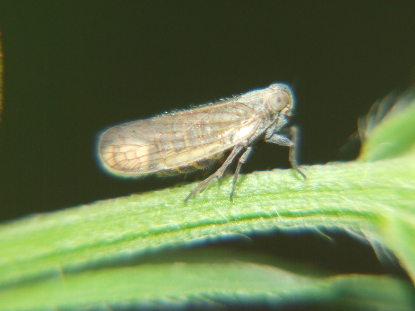 Delphacidae - sarkantyús kabócák