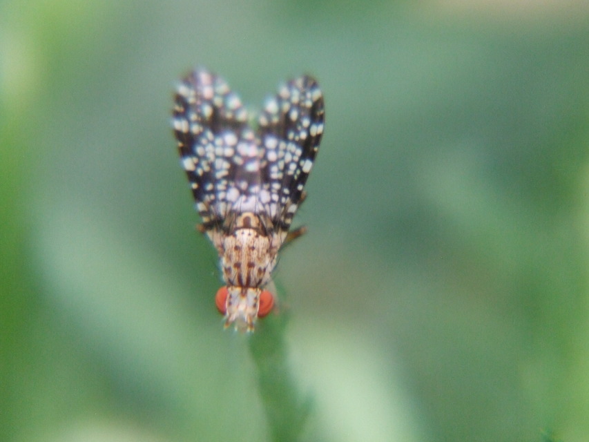 Trypetoptera punctulata - pirosszemű szarvaslégy