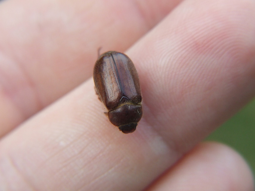 Amphimallon assimile - kis sárgacserebogár