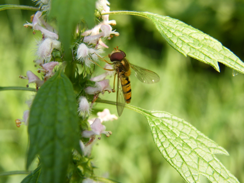 Episyrphus balteatus - ékfoltos zengőlégy