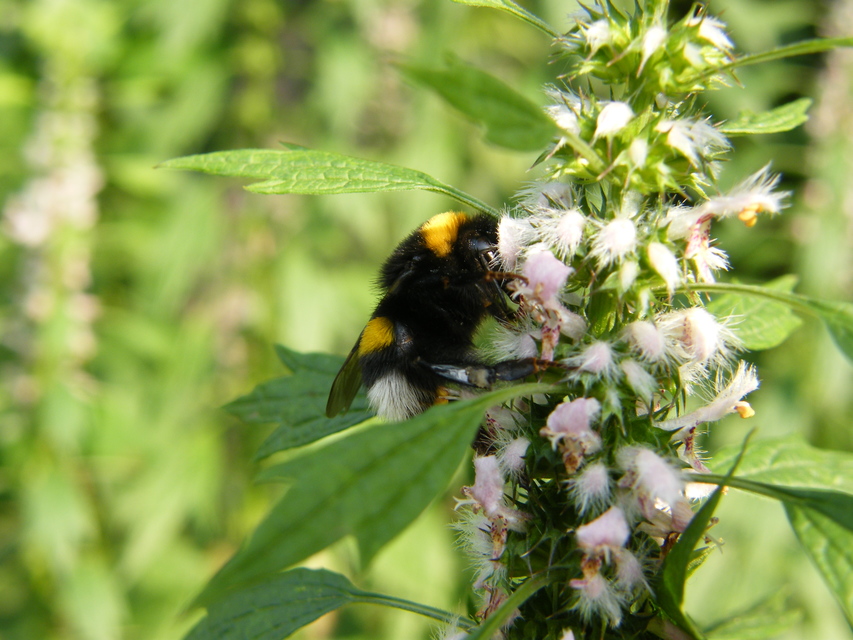 Bombus terrestris/lucorum