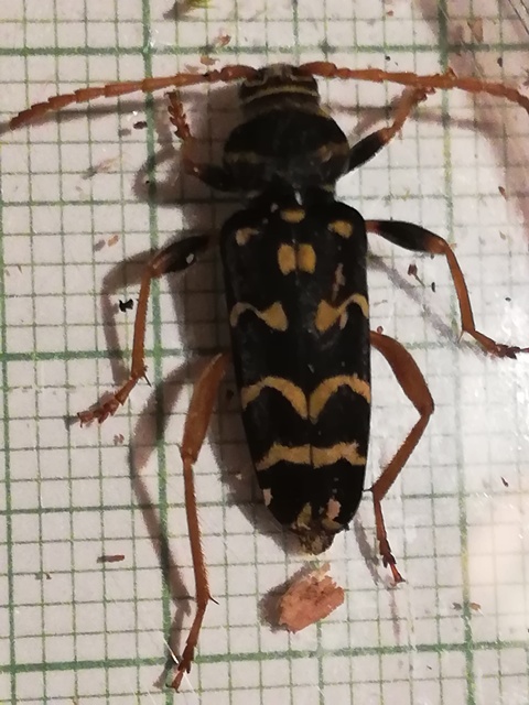 Plagionotus arcuatus - bársonyos darázscincér