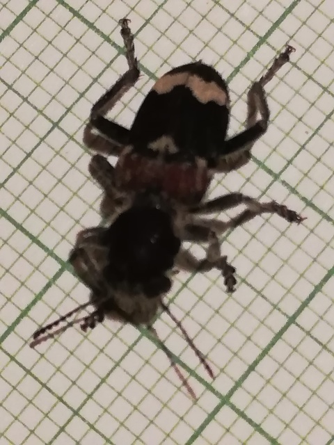 Clerus mutillarius - feketenyakú szúfarkas