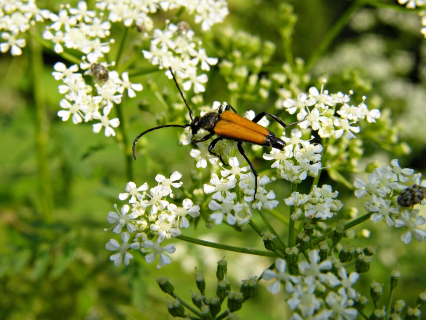 Stictoleptura fulva - vörhenyes virágcincér