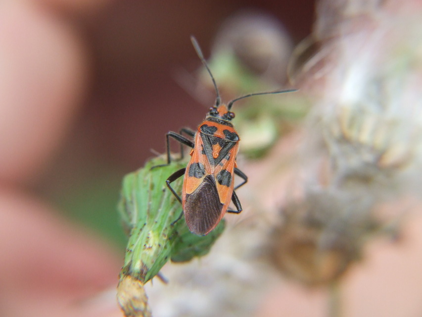 Corizus hyoscyami - piros karimáspoloska