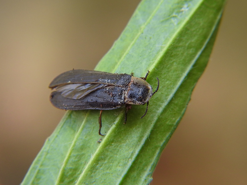 Lampyris noctiluca - nagy szentjánosbogár
