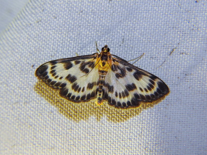 Anania hortulata - tarka csalánmoly