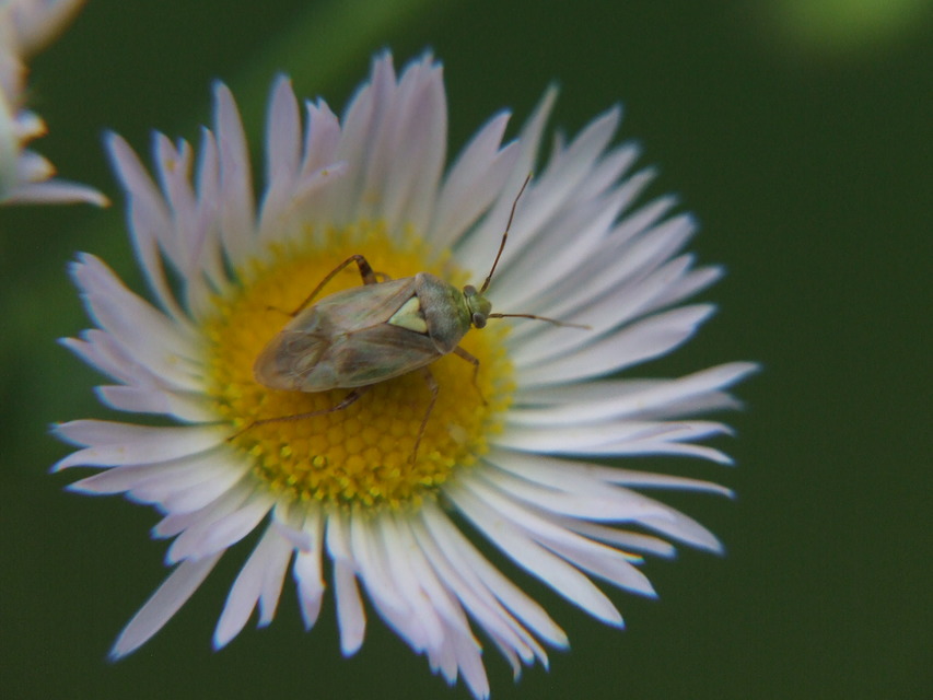 Lygus rugulipennis - molyhos mezeipoloska