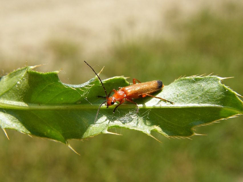 Rhagonycha fulva - feketevégű lágybogár