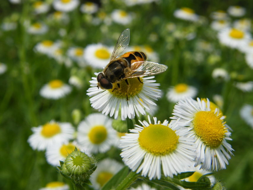 Eristalis arbustorum - fehérarcú herelégy