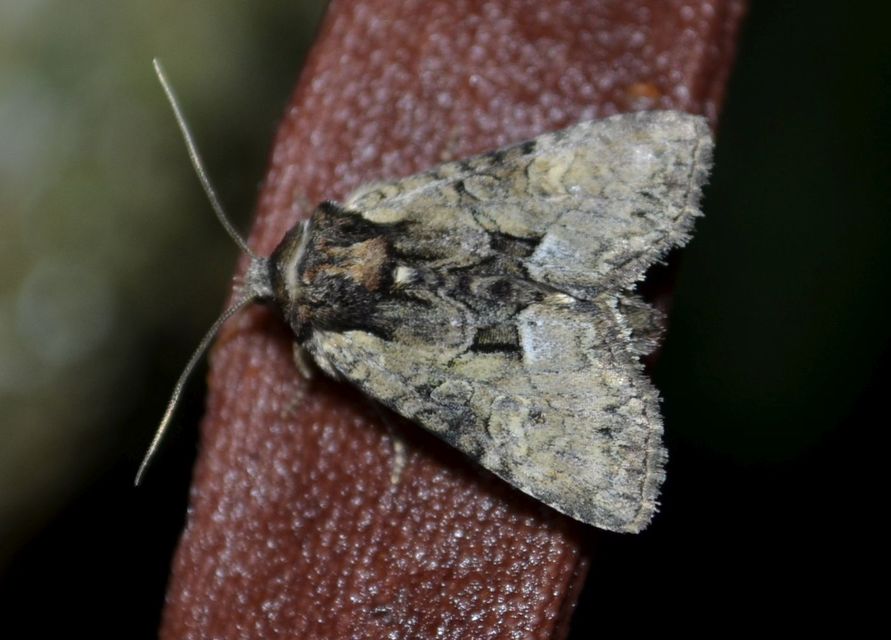 Pabulatrix pabulatricula - tölgyes-dudvabagoly