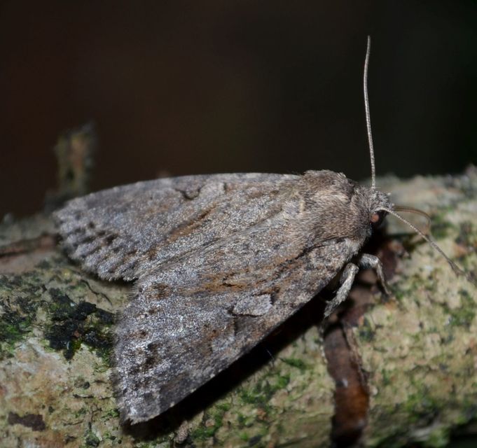 Apterogenum ypsillon - ipszilon-erdeibagoly